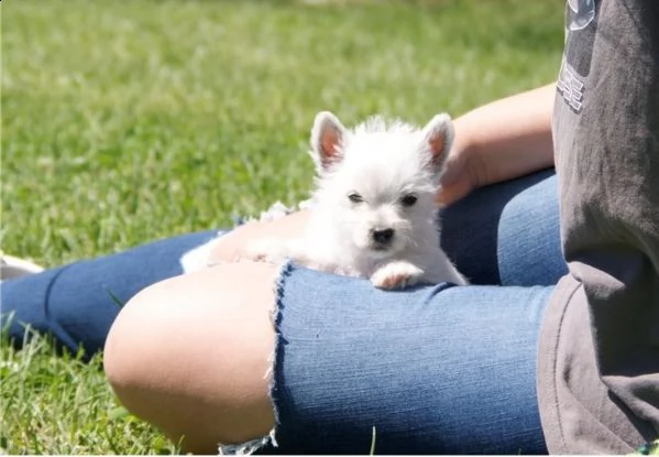 cucciolo di west highland terrier registrato per l'adozione | Foto 1