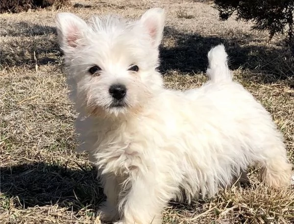 cucciolo di west highland terrier registrato per l'adozione | Foto 0