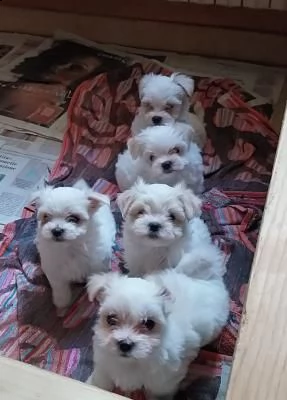 vendo cuccioli di maltese