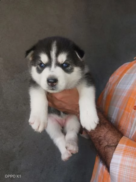 cuccioli di husky siberiano disponibili per la vendita