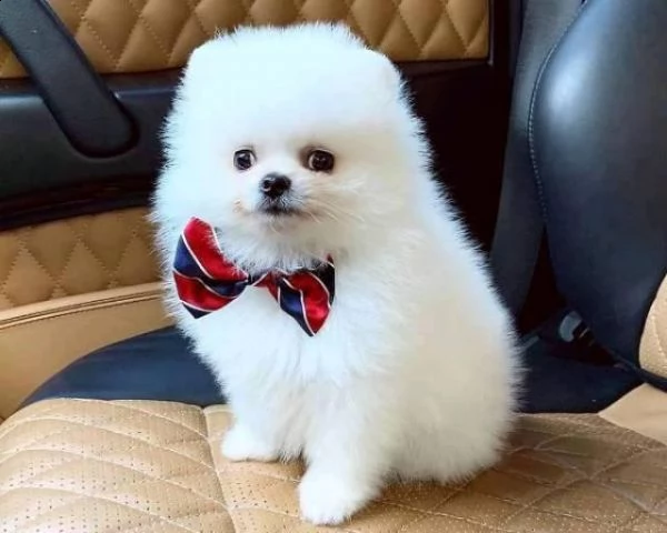 vendo due simpatici cuccioli di pomerania teacup