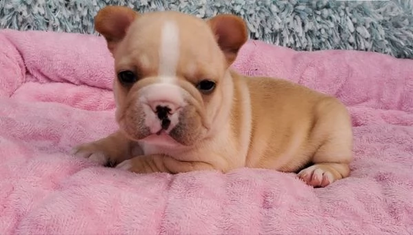 cuccioli di bulldog francesi super adorabili. | Foto 2