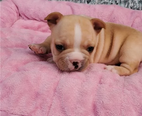 cuccioli di bulldog francesi super adorabili. | Foto 0