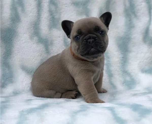 cuccioli di bulldog francesi super adorabili.