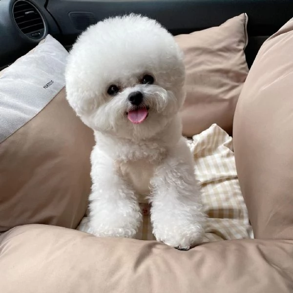 bichon frise cuccioli.