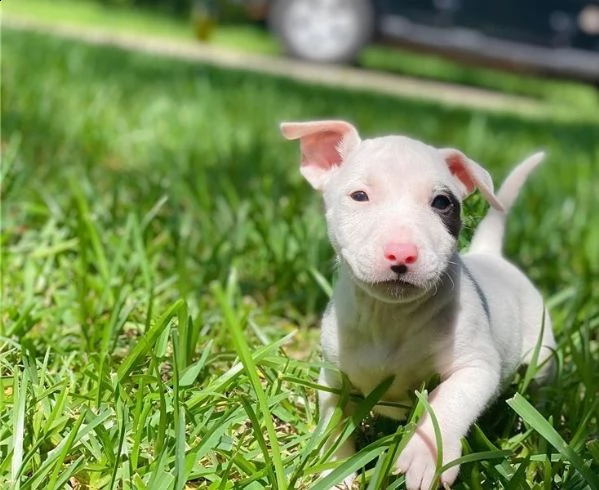 incredibili cuccioli di bull terrier. | Foto 1