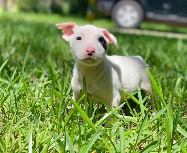 incredibili cuccioli di bull terrier.