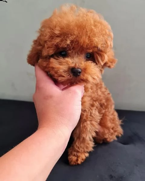 cuccioli di barboncino taglia toy | Foto 0