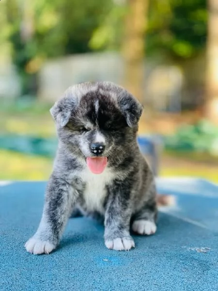 cucciola akita disponibile microcippata e vaccinata | Foto 2