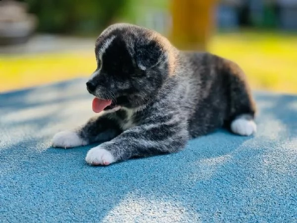 cucciola akita disponibile microcippata e vaccinata | Foto 1