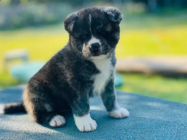 cucciola akita disponibile microcippata e vaccinata