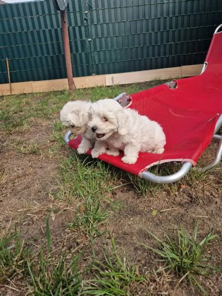 cuccioli di bichon frise di 90 giorni