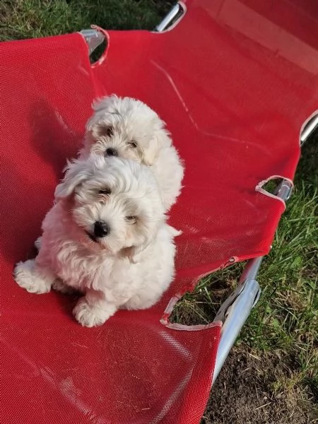 cuccioli di bichon frise di 90 giorni | Foto 3