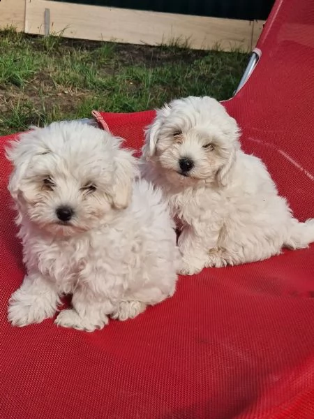 cuccioli di bichon frise di 90 giorni | Foto 2