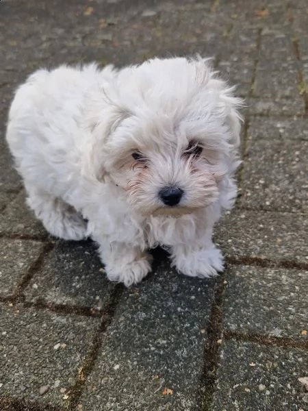 cuccioli di bichon frise di 90 giorni | Foto 1