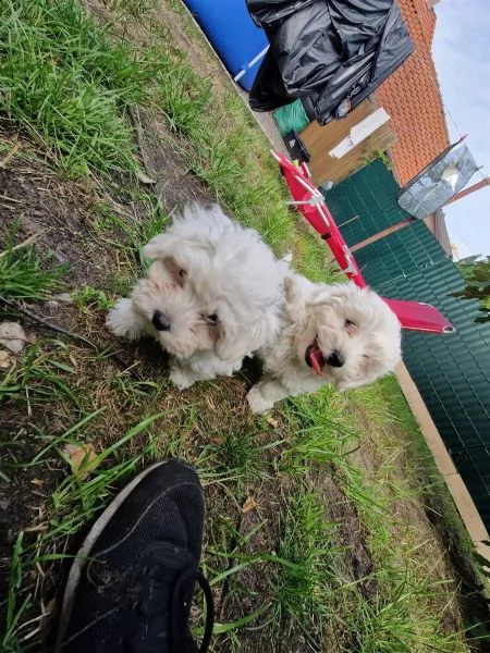 cuccioli di bichon frise di 90 giorni | Foto 0