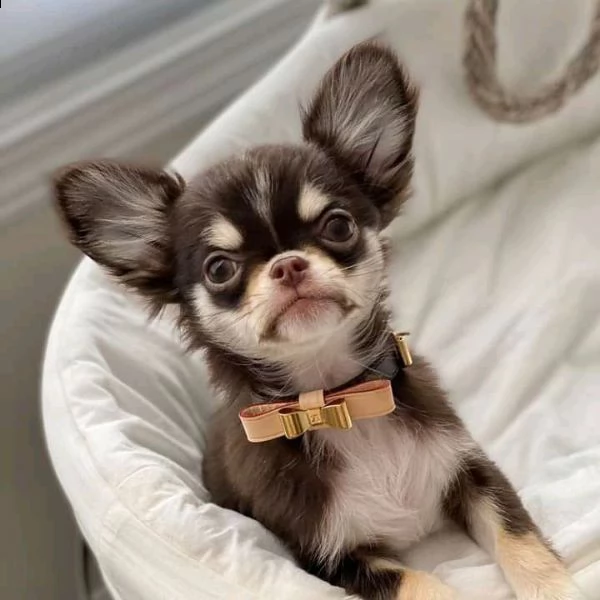 adorabili cuccioli di chihuahua eccezionali in cerca di una nuova casa adorabili cuccioli di chihuah