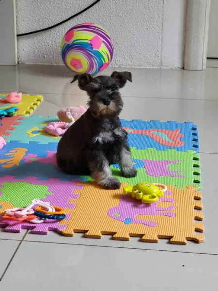 schnauzer nano | Foto 5