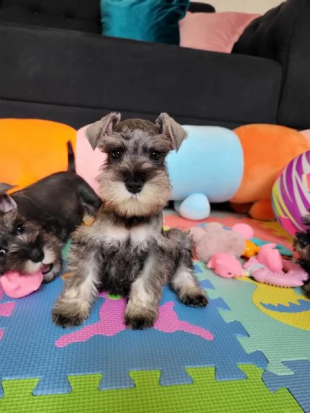 schnauzer nano | Foto 4