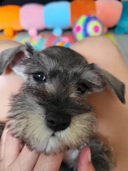 schnauzer nano | Foto 3