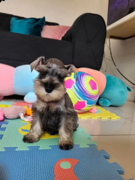 schnauzer nano | Foto 2