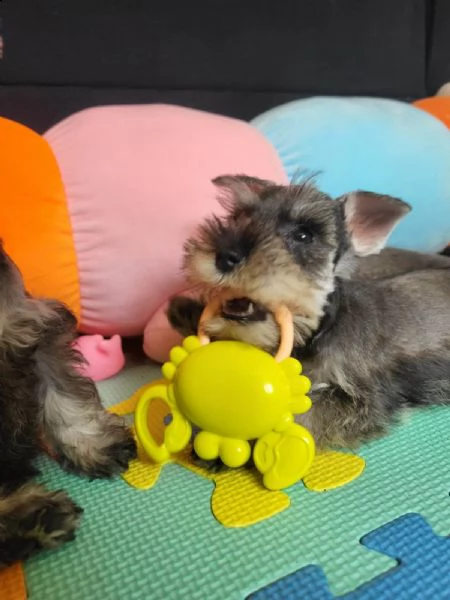 schnauzer nano | Foto 1