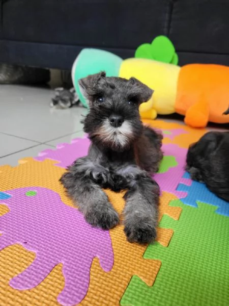 schnauzer nano | Foto 0