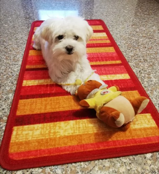 bellissimi cuccioli maltesi akc teacup disponibili per l'adozione per la tua famiglia abbiamo due be