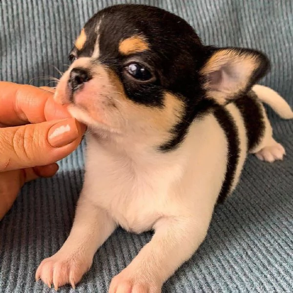 inestimabile cucciolo di chihuahua con pedigree pronto per l'adozione! è una minuscola tazza da tè :