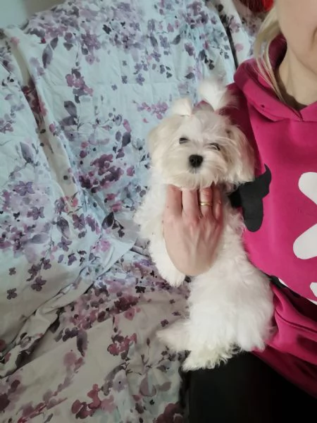 Cuccioli  Maltese  | Foto 4