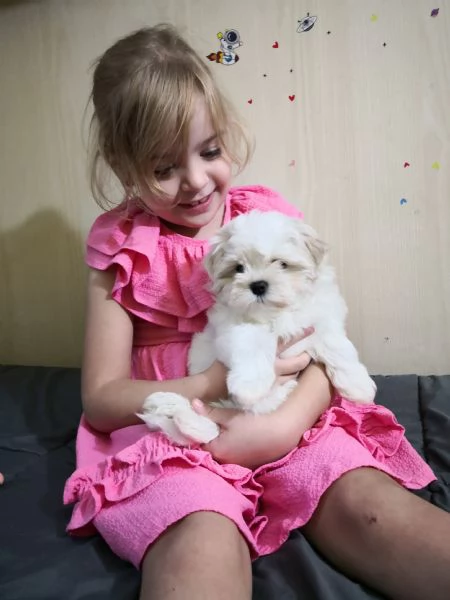 Cuccioli  Maltese 