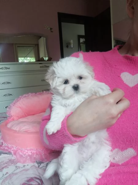 Cuccioli  Maltese 