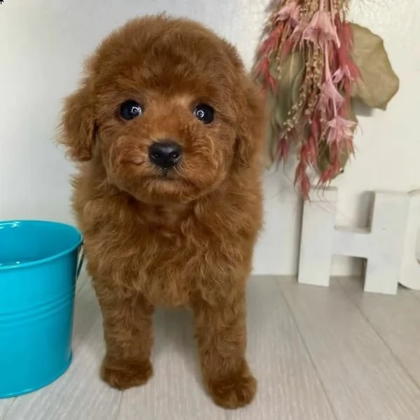 cuccioli di barboncino taglia toy | Foto 0