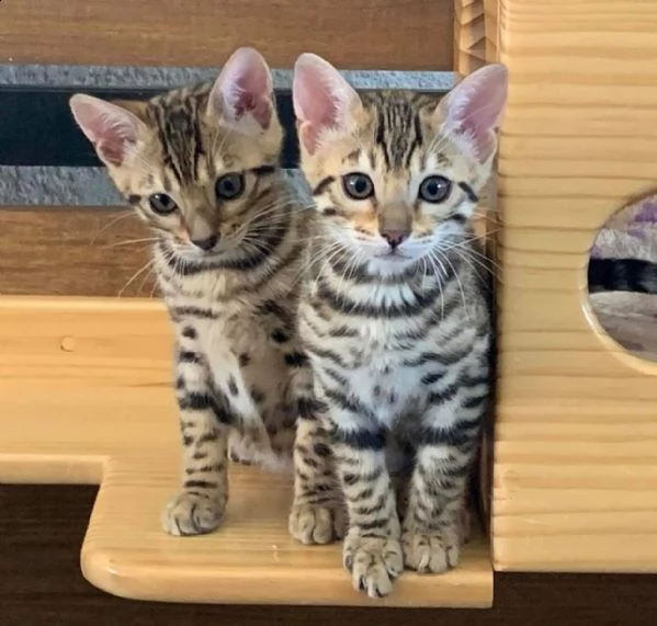 cuccioli puri di gatto bengala