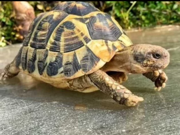 tartarughe di terra testudo hermanni