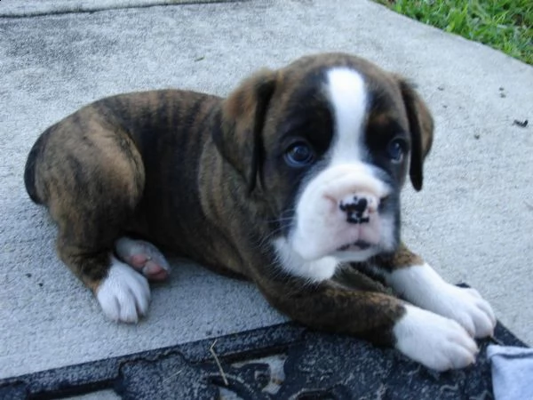 regalo cuccioli boxer purissimi 