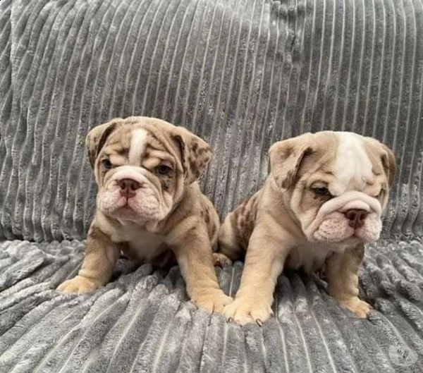 coccioli bulldog inglesi 