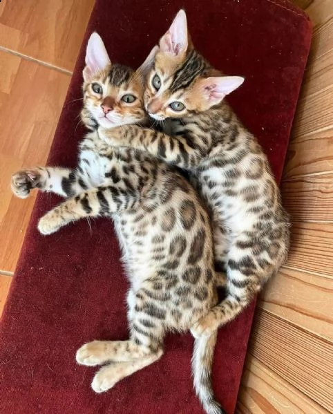 cuccioli bengal | Foto 0