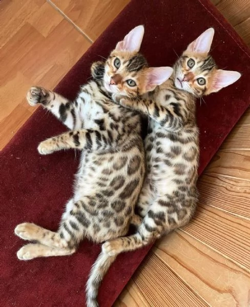 cuccioli bengal