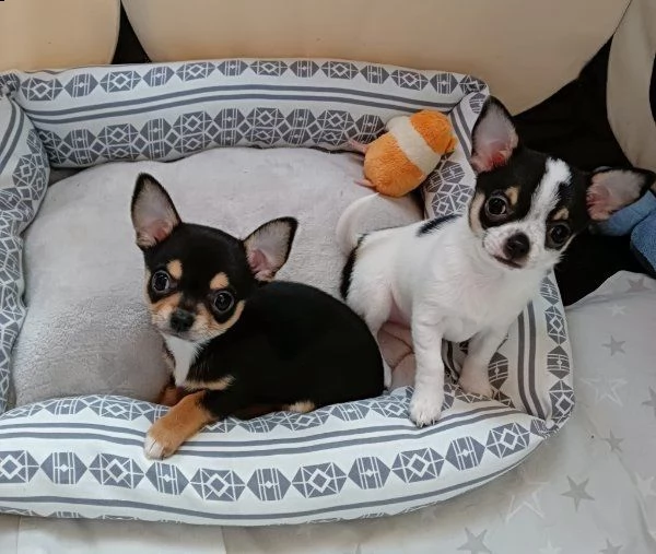 regalo cuccioli di chihuahua whatsapp (+393533174023) | Foto 1