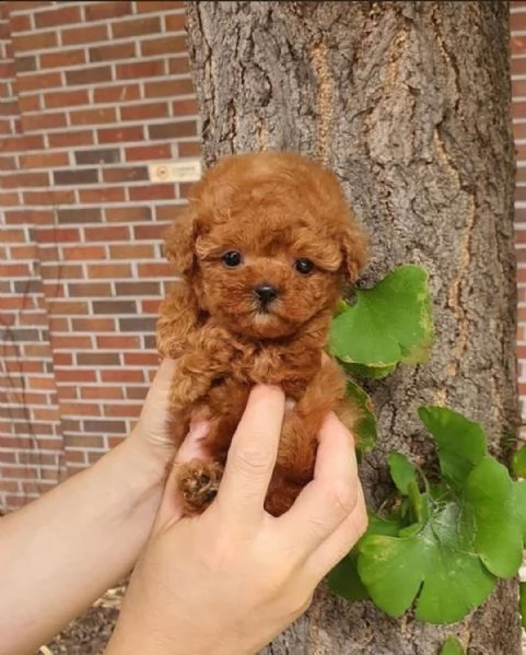  cuccioli di barboncino per l'adozione