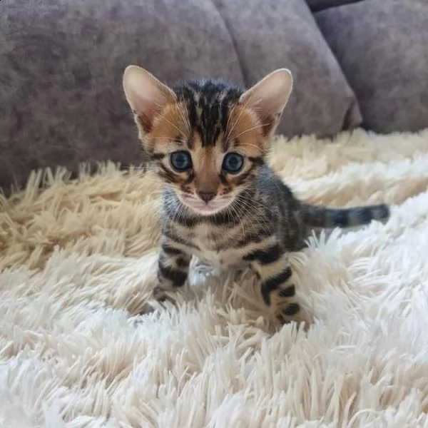 cuccioli bengal | Foto 0