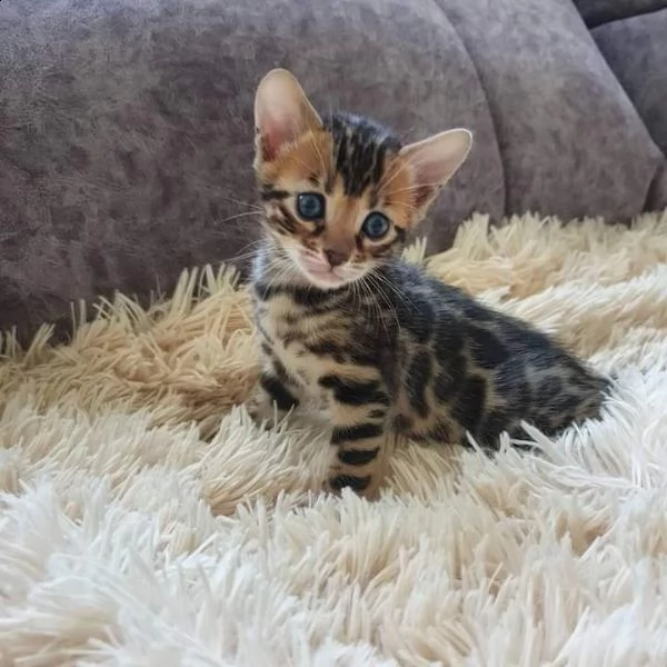 cuccioli bengal