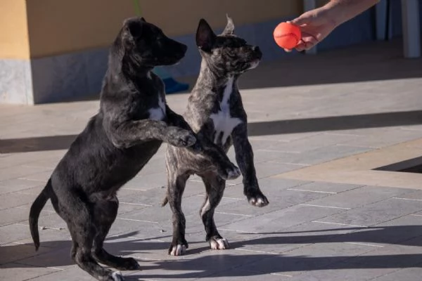 2 cuccioli 3 mesi