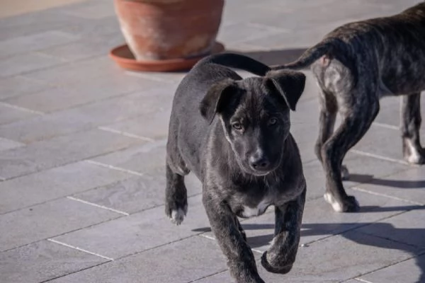 cuccioli di corso  | Foto 1