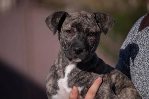 cuccioli di corso  | Foto 0