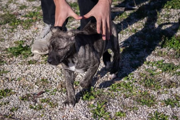 cuccioli di corso 