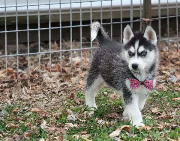 3 bellissimi cuccioli di siberian husky hanno 