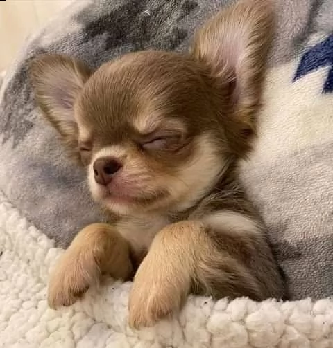 cuccioli di chihuahua carini e giocherelloni disposti a venire a casa tua cuccioli di chihuahua cari