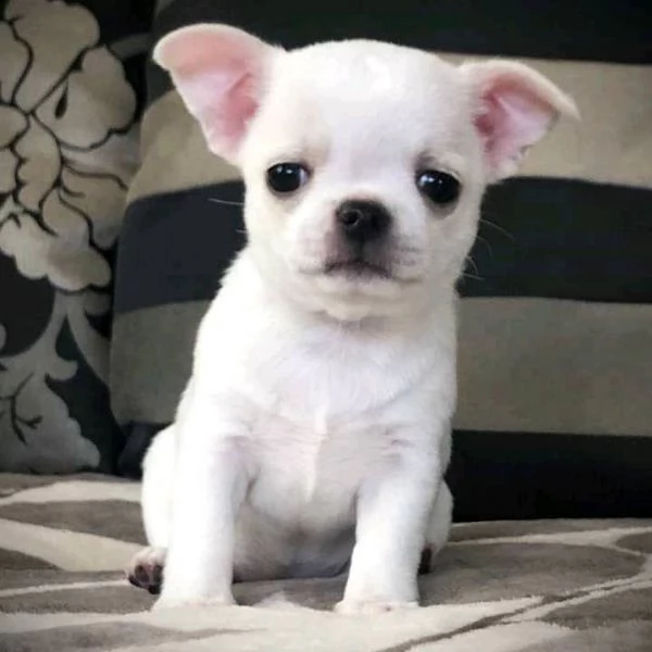 ottimi cuccioli di chihuahua regalo gratuito per la tua famiglia non siamo allevatori. siamo una fam